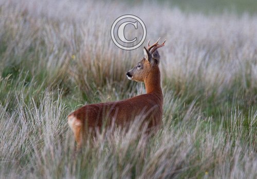 Roe Deer Buck DM1149